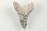 Cretaceous Ginsu Shark (Cretoxyrhina) Tooth - Kansas #203313-1